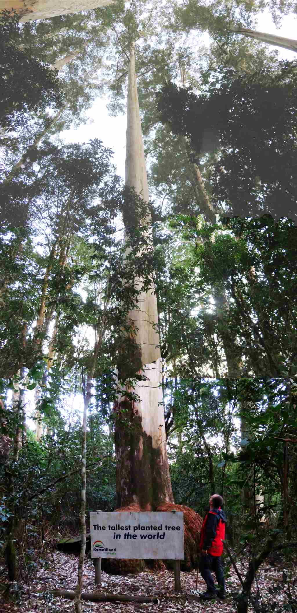 Magoebaskloof 19 big tree